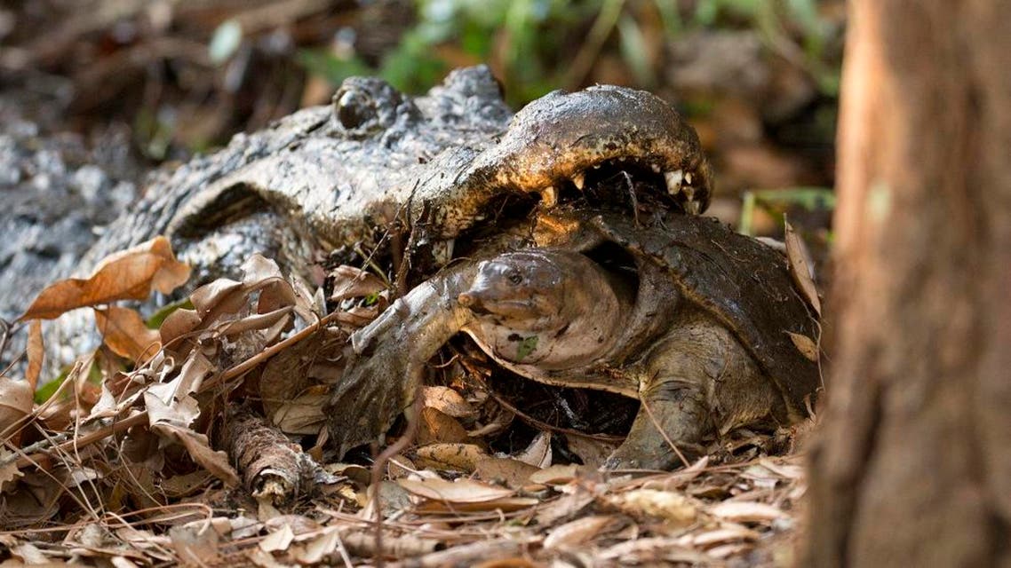In this April 9, 2015 photo, an eight foot long alligator carries a Florida softshell turtle in his mouth at the Wakodahatchee Wetlands in Delray Beach, Fla. More than 150 species, from migrating birds to native tropical birds, have been spotted at Wakodahatchee. (AP Photo/J Pat Carter)