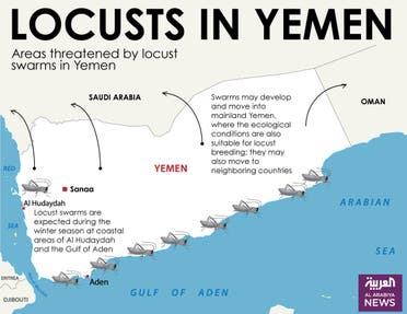 Infographic: Locusts in Yemen