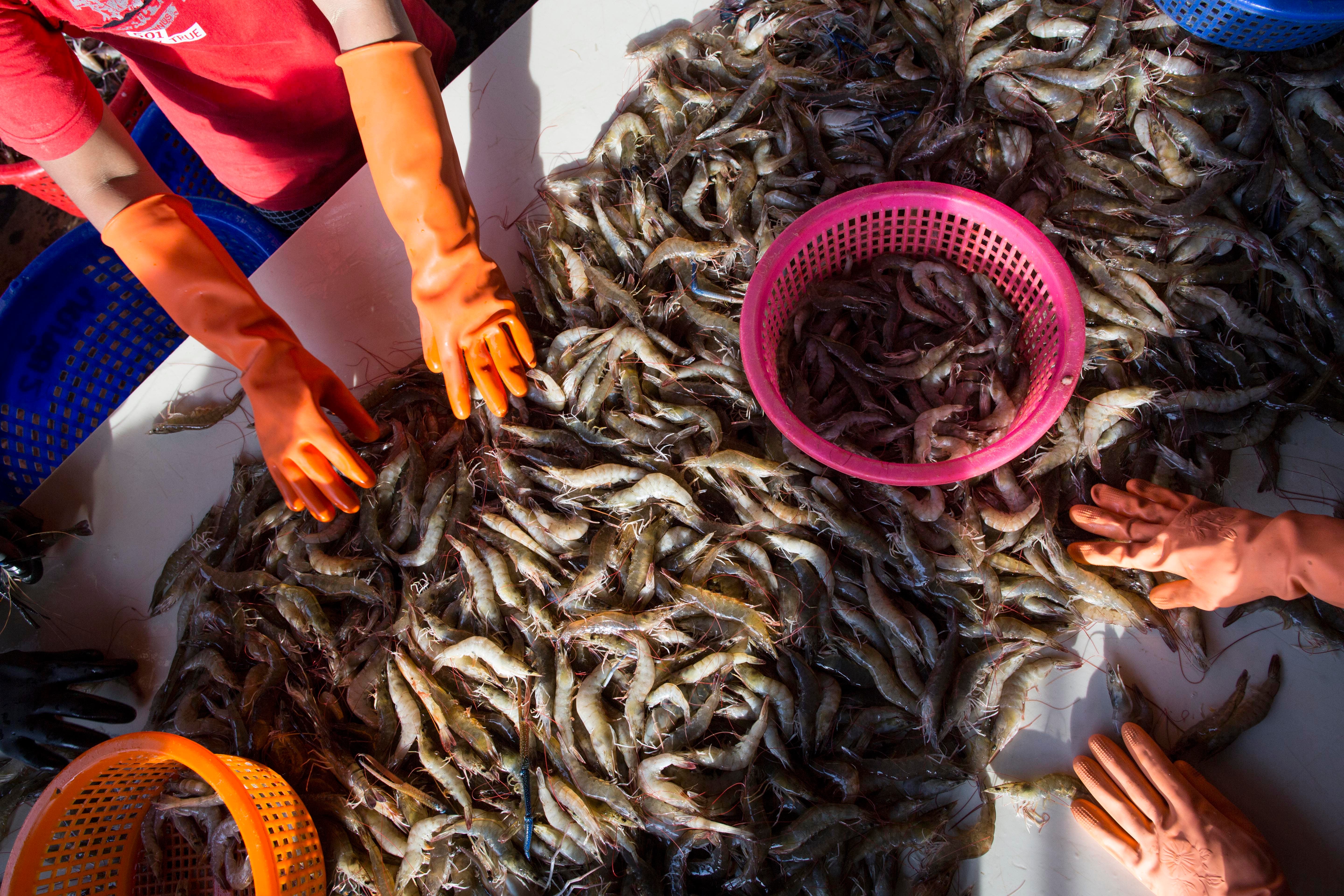In this Wednesday, Sept. 30, 2015 photo, female workers sort shrimp at a seafood market in Mahachai, Thailand.