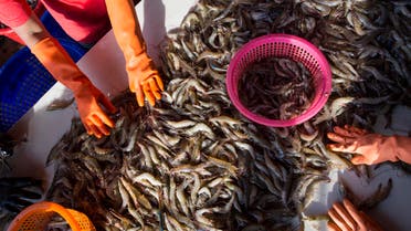 In this Wednesday, Sept. 30, 2015 photo, female workers sort shrimp at a seafood market in Mahachai, Thailand.