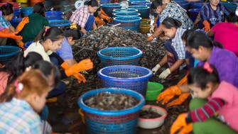 Global grocer supply chains tied to slave-peeled shrimp
