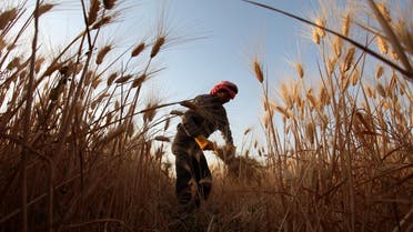 Jordan cancels wheat tender, issues new one