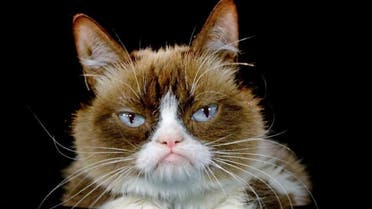 Grumpy Cat posing for a photo during an interview at the Associated Press in Los Angeles. (AP)