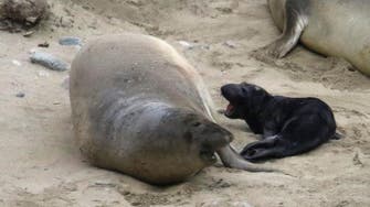Elephant seal from traffic standoff gives birth to pup