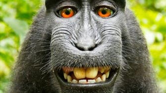 Monkey cannot own copyright to selfie, U.S. judge rules