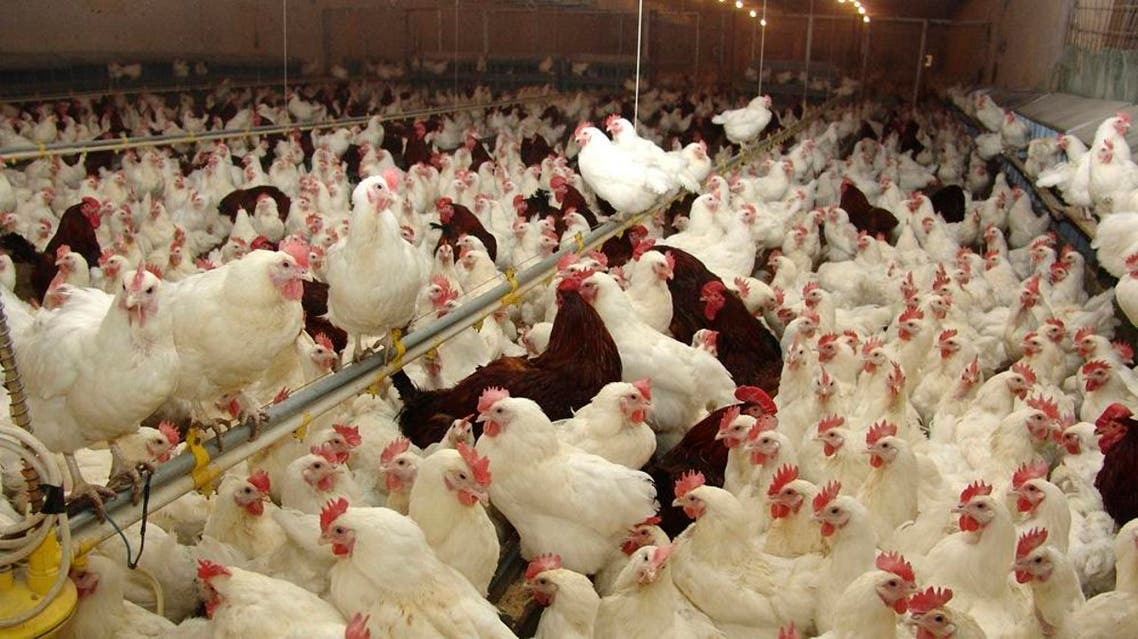 Poultry, Iraq (Reuters)