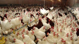 Iraq bans poultry imports from 24 countries over avian flu threat