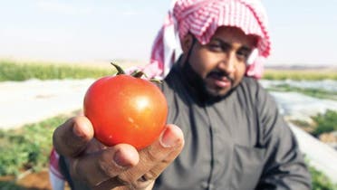 A farmer holds up a freshly harvested tomato on a farm in Al-Kharj, 77 km (48 miles) south of Riyadh. (File photo: Reuters)