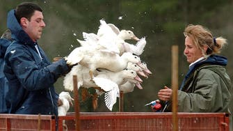 Saudi Arabia suspends French imports over bird flu