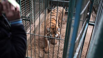 Animals at Gaza’s zoos die of hunger, diseases