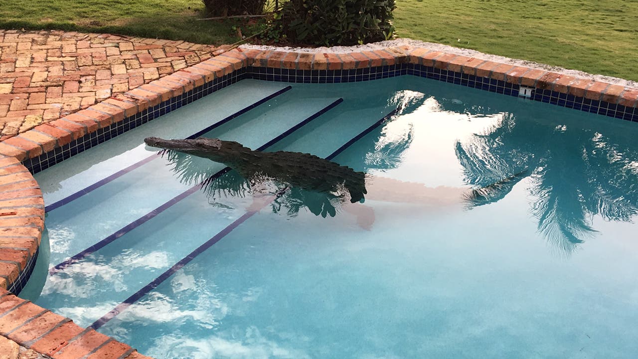 Аллигаторы во Флориде в бассейне