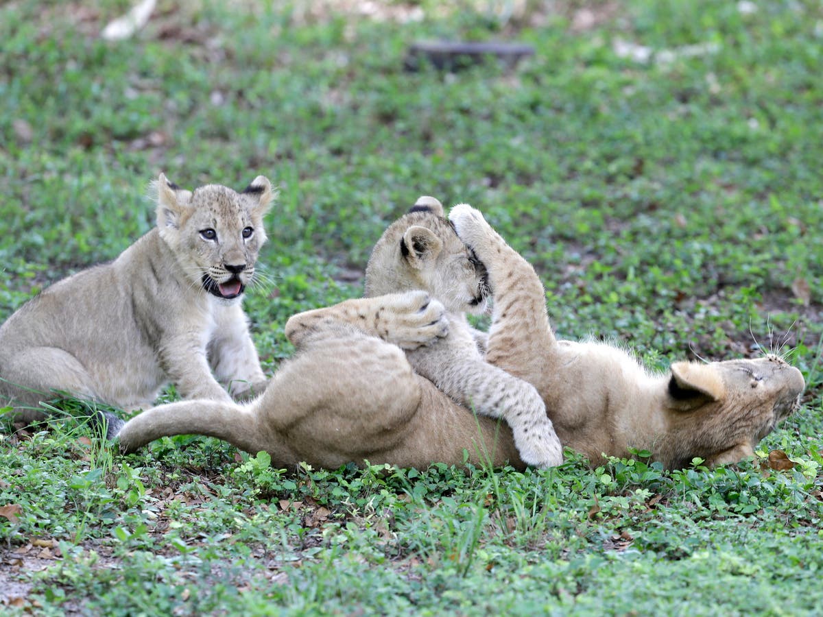 White tiger cubs maul keeper to death in India