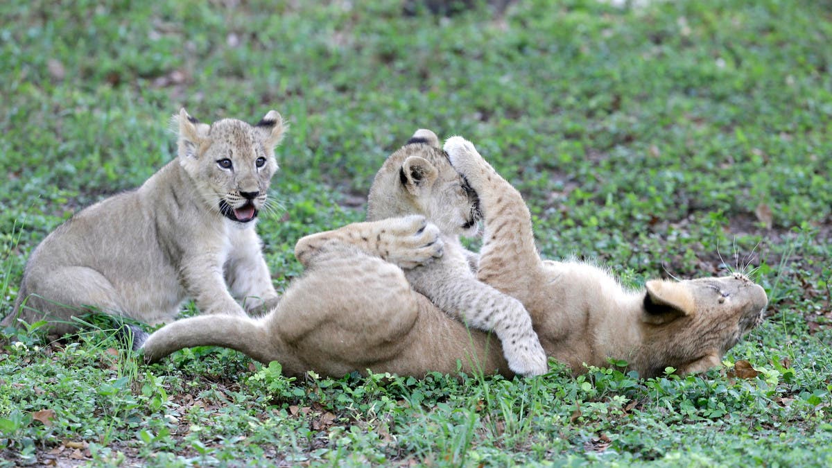 Foreign experts in Sudan’s capital to examine sick lions | Al Arabiya ...