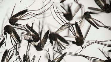  Aedes aegypti mosquitoes sit in a petri dish at the Fiocruz institute in Recife, Pernambuco state, Brazil, Wednesday, Jan. 27, 2016. The mosquito is a vector for the proliferation of the Zika virus currently spreading throughout Latin America. New figures from Brazil's Health Ministry show that the Zika virus outbreak has not caused as many confirmed cases of a rare brain defect as first feared. (AP Photo/Felipe Dana)