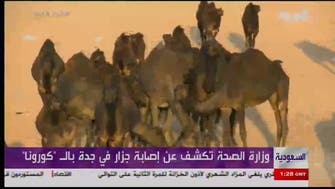 Dozens of camels in Jeddah found infected with Coronavirus