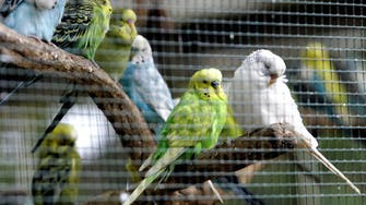 Turkish army seizes parrots, budgies on Syria border