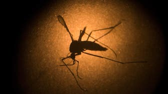 Dengue: A bigger threat than Zika in Saudi Arabia 