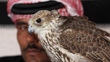 A man sits next to his falcon as he waits to participate in a falcon contest during Qatar International Falcons and Hunting Festival at Sealine desert, Qatar January 29, 2016 (Reuters)