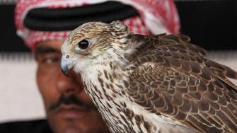 Royal kidnap casts spotlight on Gulf 'sport of kings': Hunting houbara
