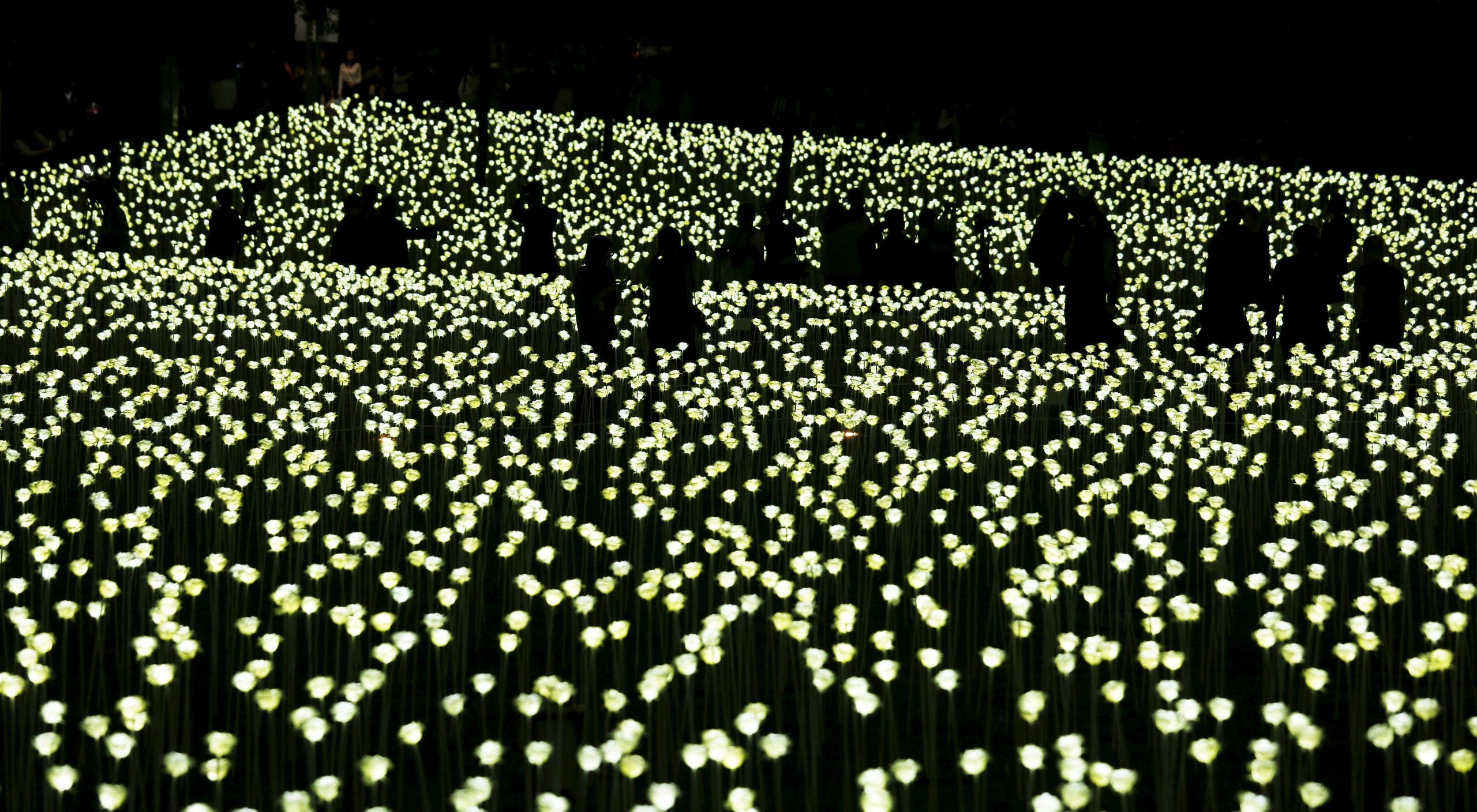 Visitors stand in between illuminated white rose shaped LED lights, numbering a total of 25,000, at Admiralty in Hong Kong, China February 13, 2016.(Reuters)