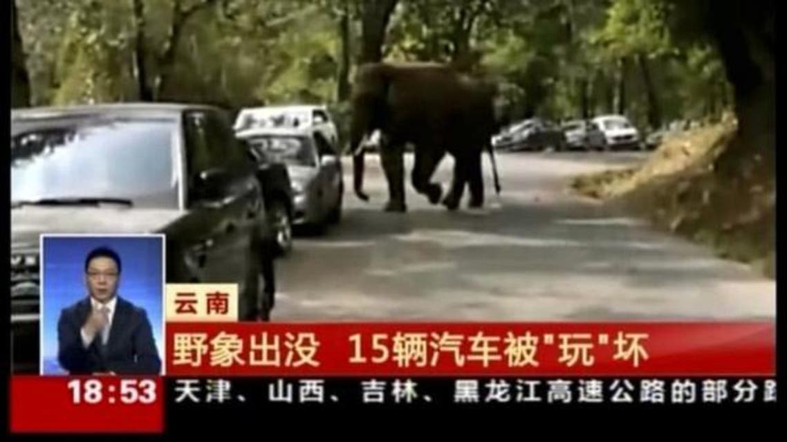elephant