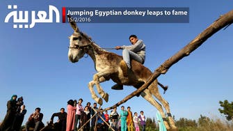 Jumping Egyptian donkey leaps to fame