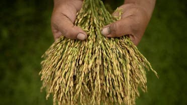 In this photograph taken on October 10, 2015, a farmer shows rice samples from a paddy field at the International Rice Research Institute (IRRI) in Laguna, south of Manila (AFP)