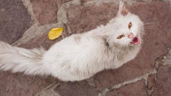 ‘Kunkush’ the cat reunited with Iraqi refugee family after epic journey