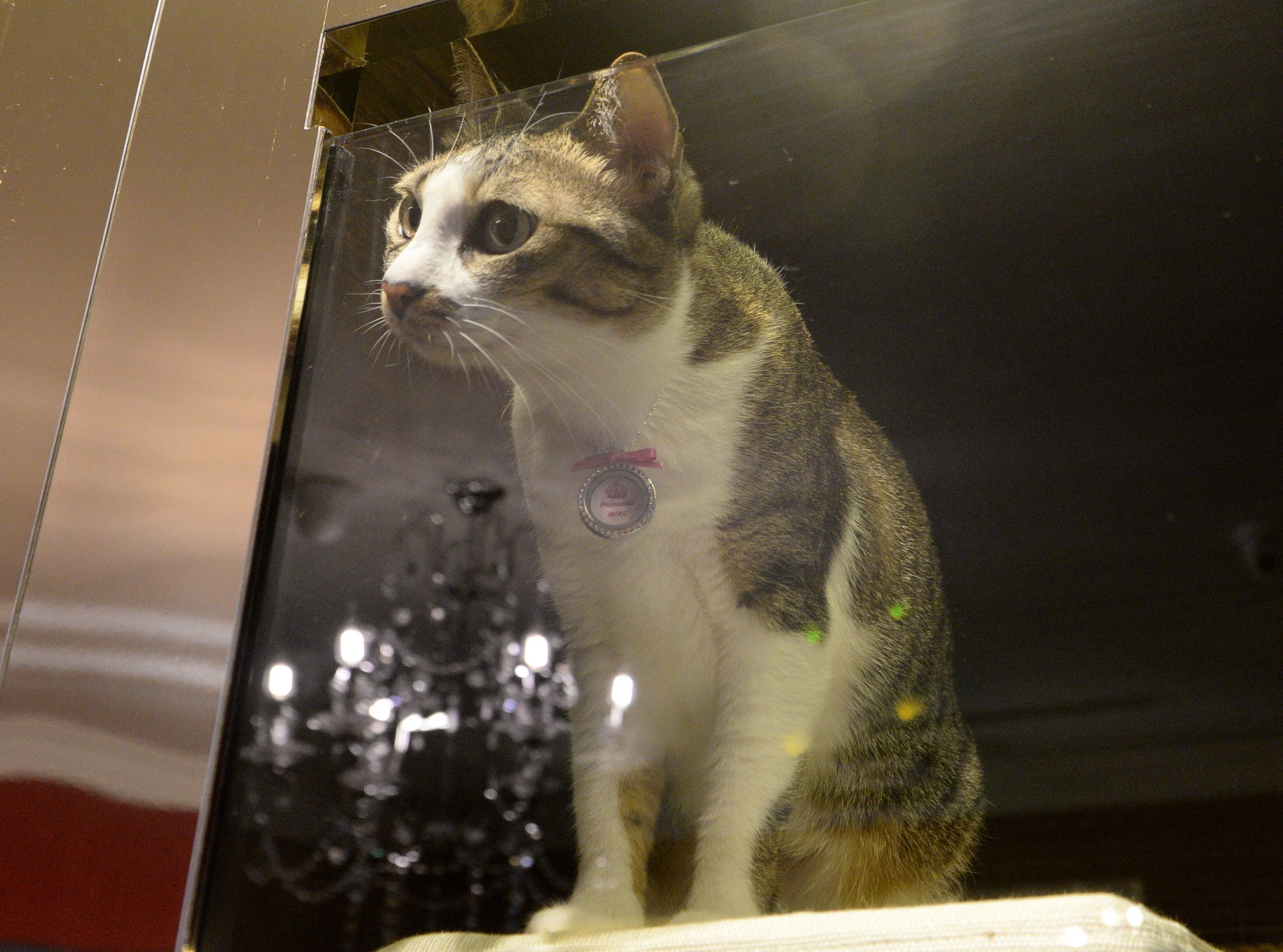 A pet cat looks out from its enclosure at the hotel (AFP)