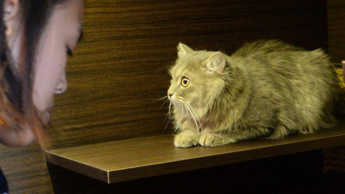 A pet cat looks on as a staff member fills up the litter tray inside its Purrfection Suite at the Wagington luxury pet hotel in Singapore on February 24, 2016. (AFP)