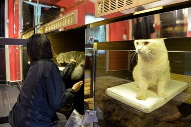  A staff member places a pet cat in its Purrfection Suite at the Wagington luxury pet hotel in Singapore on February 24, 2016. (AFP)