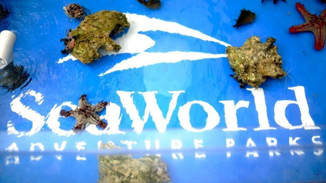SeaWorld admitted that its employees have posed as animals rights activists in order to spy on opponents (AFP)