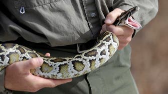 The pitfalls of posing with potentially poisonous pythons