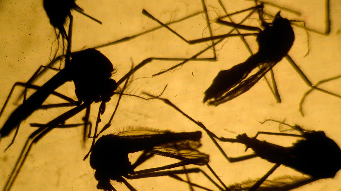 Scientists in Brazil say the increase in microcephaly is linked to an explosion of the mosquito-transmitted Zika virus. (AFP)
