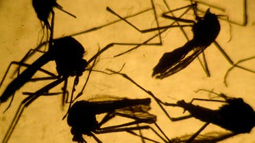 Scientists in Brazil say the increase in microcephaly is linked to an explosion of the mosquito-transmitted Zika virus. (AFP)