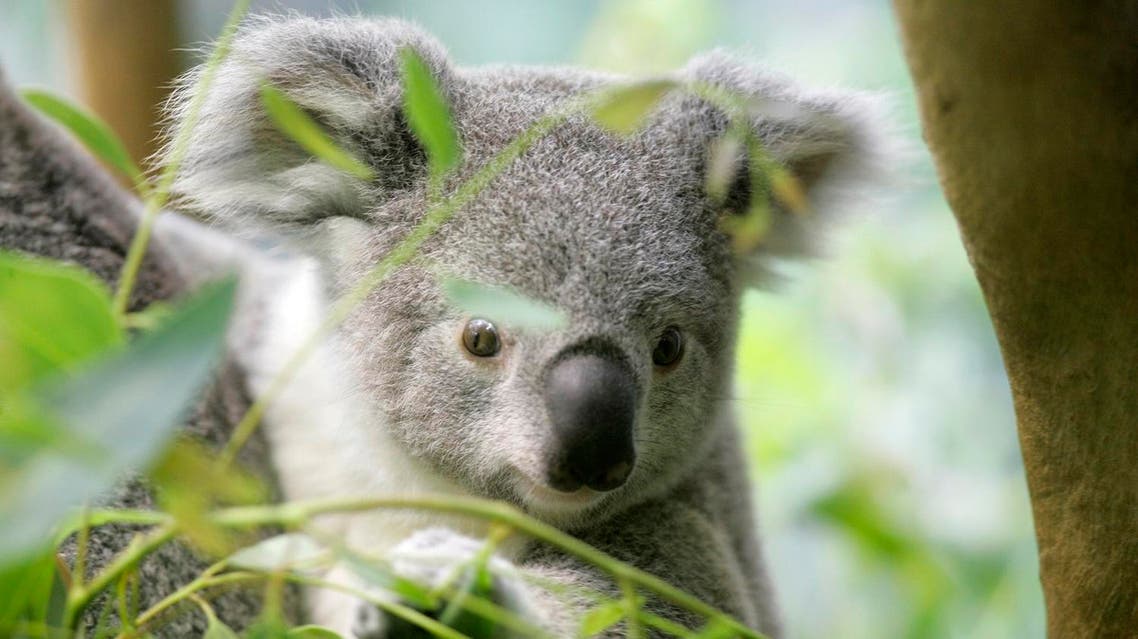 A baby Koala peers at visitors at the Cleveland Metroparks Zoo Wednesday, July 2, 2008. (AP)