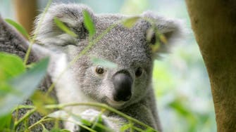 Oldest koala in North America celebrates her 18th birthday