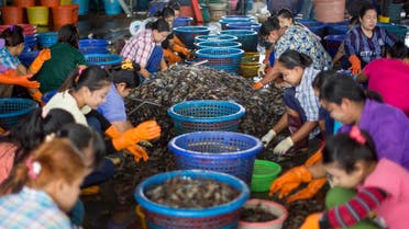 In this Thursday, Sept. 3, 2015 photo, female workers, wearing a yellow-white cosmetic paste known as thanka on their cheeks, sort shrimp at a seafood market in Mahachai, Thailand. Shrimp is the most-loved seafood in the U.S., with Americans downing 1.3 billion pounds every year, or about 4 pounds per person. Thailand sends nearly half of its supply to the U.S. (AP)