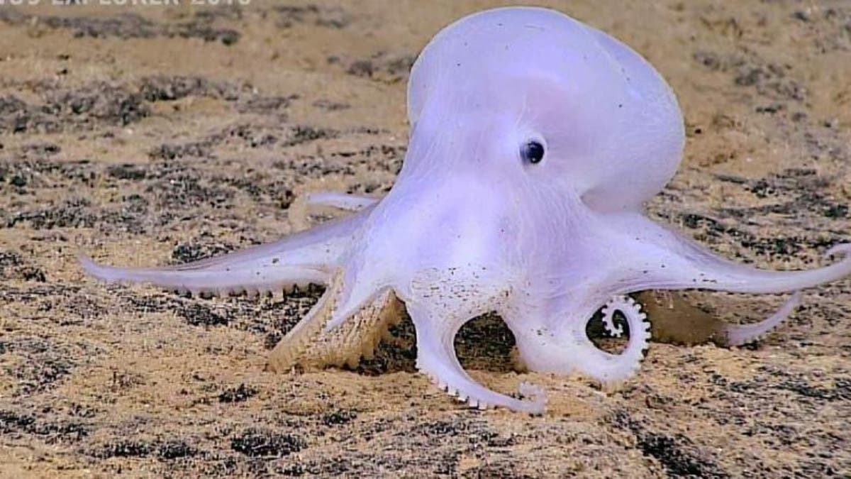 Scientists discover 'ghostlike' octopus off Hawaii | Al Arabiya English