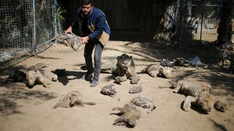Starving animals up for sale at Gaza zoo