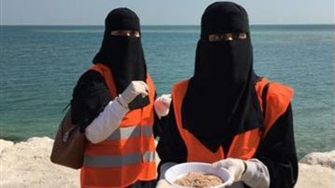 قطة