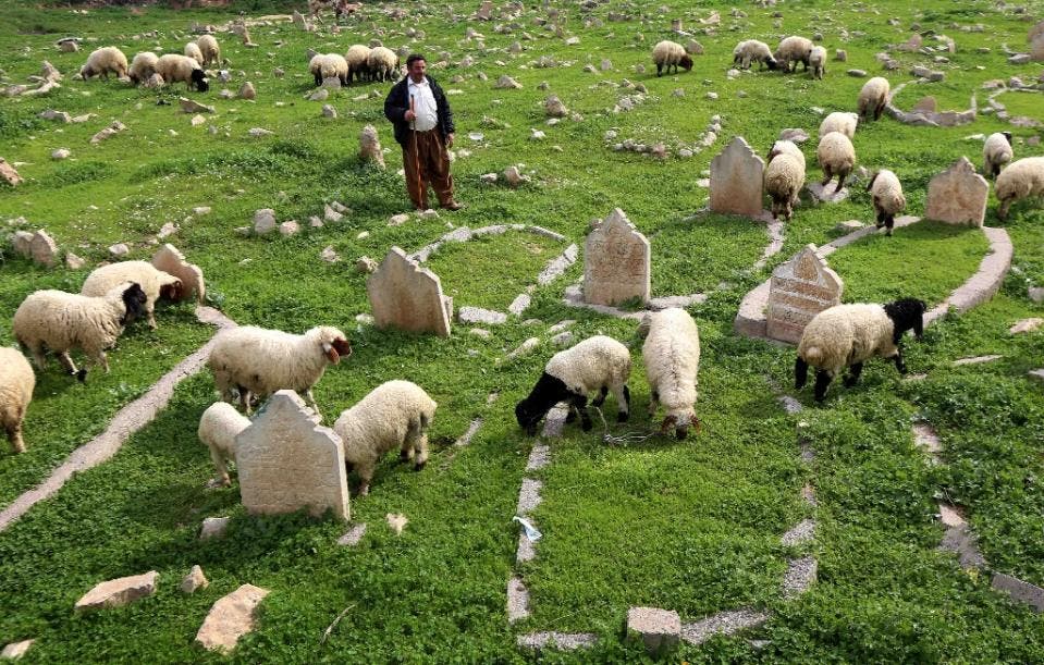 An Iraqi shepherd herds sheep in a cemetery on the banks of the Tigris River in the village of Wana, some 10 kms south of the Mosul Dam (AFP)