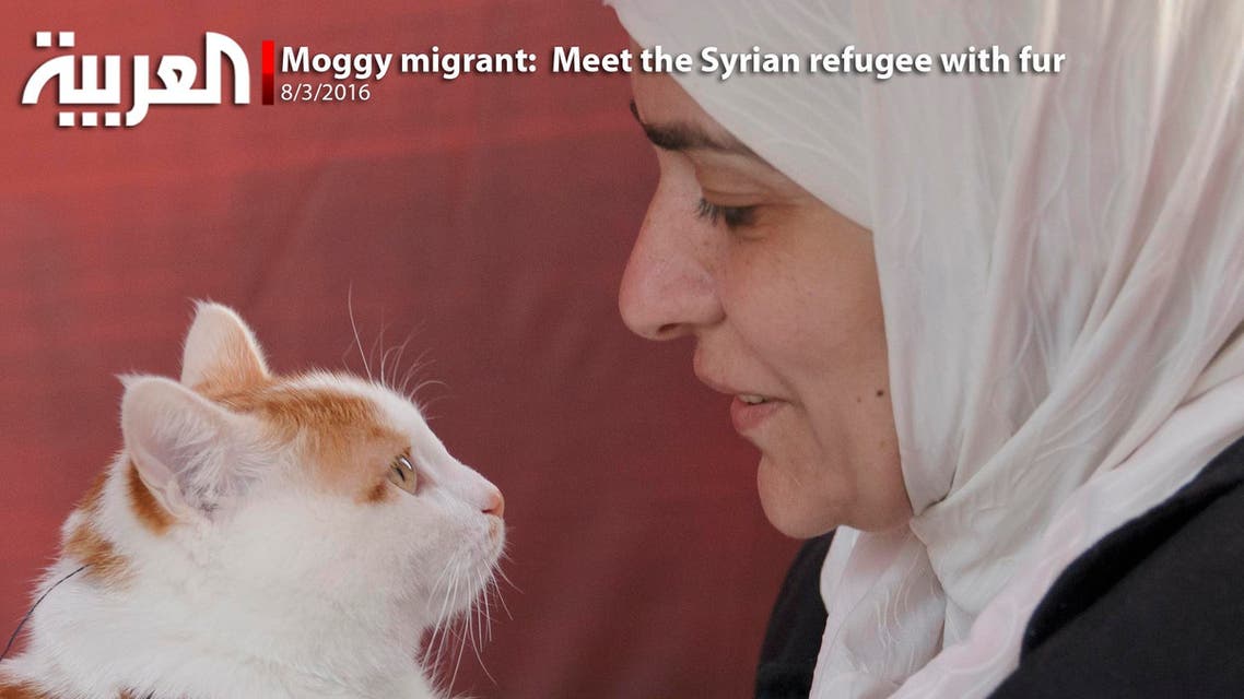 Moggy migrant:  Meet the Syrian refugee with fur