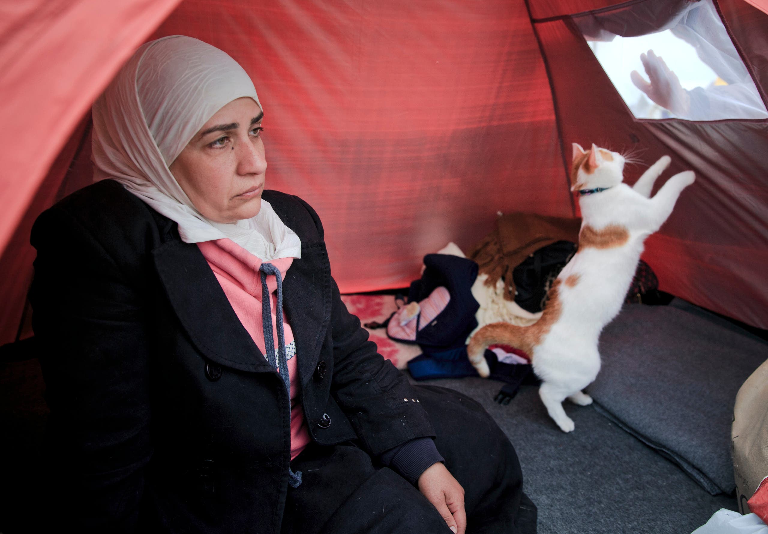 Moggy migrant:  Meet the Syrian refugee with fur