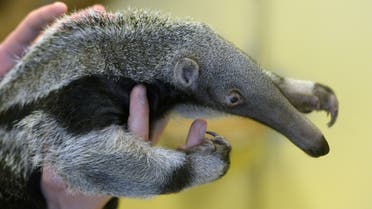 Australia's 'ugly' animals attract less scientific attention | Al Arabiya English Australia's 'ugly' animals attract less scientific attention | Al Arabiya English