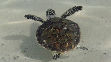 A Hawksbill turtle swims in the Gulf after being released during an operation by the Dubai Turtle Rehabilitation Project in Dubai, United Arab Emirates, Friday, June 29, 2012. AP