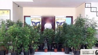 Dubai police raid Emirati man’s ‘sophisticated’ marijuana nursery