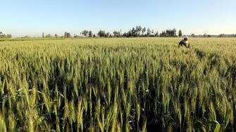 Baking Bad: Egypt’s wheat problem exposes corruption 