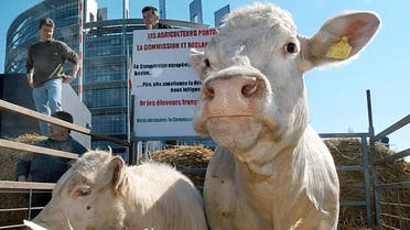French farmers drive cattle in front of the European Parliament in Strasbourg, eastern France, Tuesday April 8, 2003. (AP)