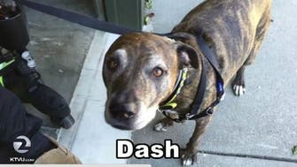 ‘Dash’ or ‘Daesh?’ Dog sparks terrorism alert at American bank  